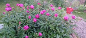 Rosa pioner i full blomning i en trädgård.