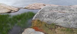 Kustlandskap med klippor, vatten och grönska. Västkusten förr.
