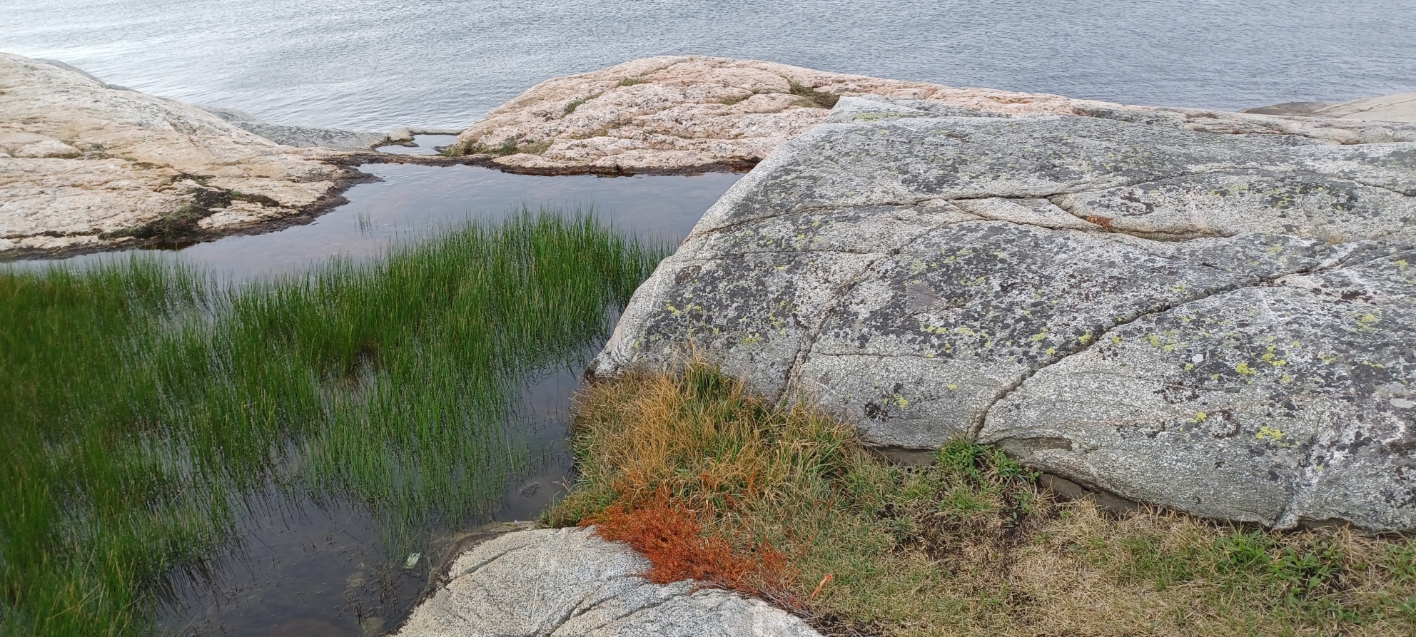 Kustlandskap med klippor, vatten och grönska. Västkusten förr.